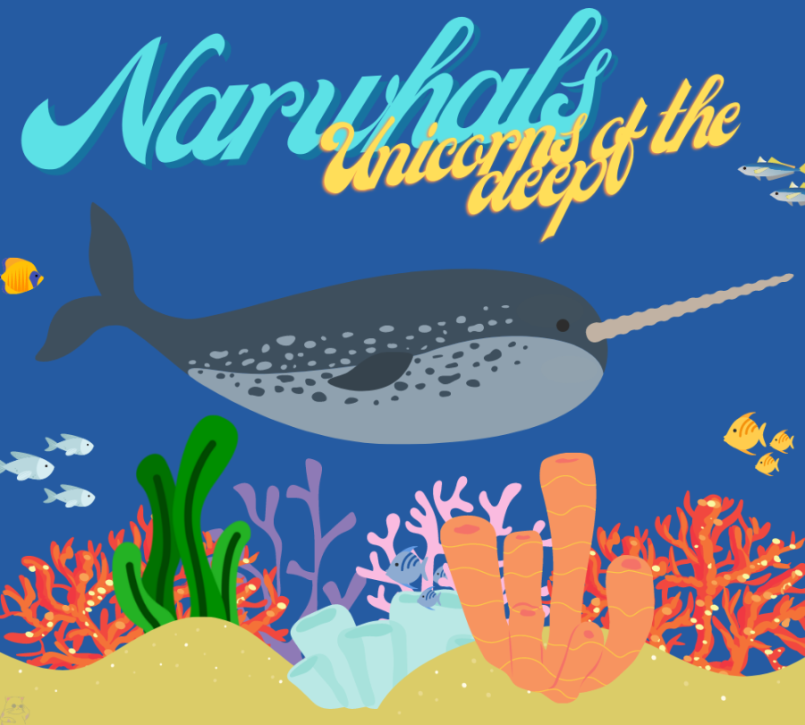 Narwhals